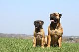 BULLMASTIFF 469